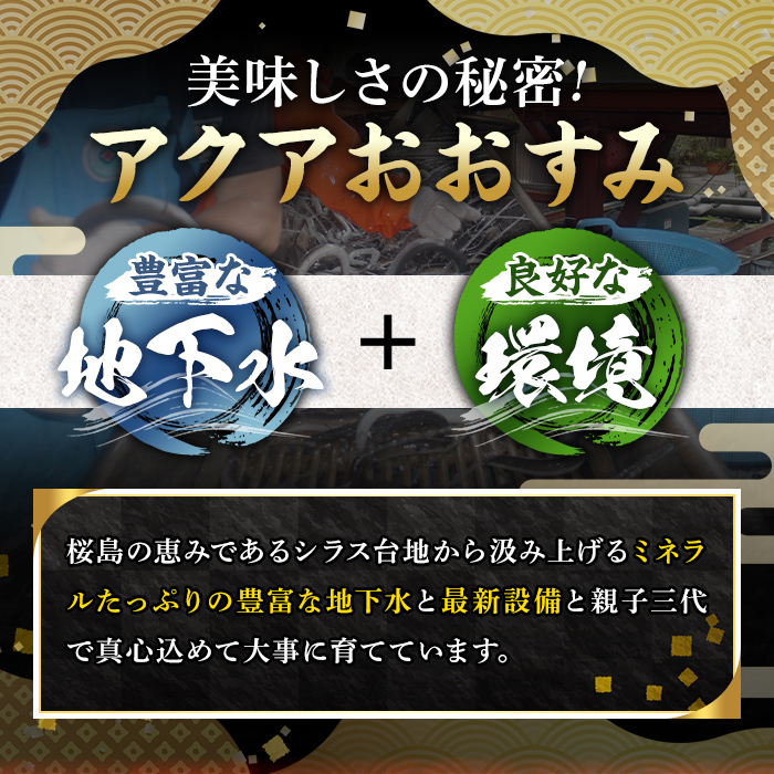 【0224310a】東串良町のうなぎ炭火蒲焼、白焼(無頭)(2尾・計約380g・タレ、山椒付)うなぎ 高級 ウナギ 鰻 国産 白焼き 鹿児島 ふるさと 人気【アクアおおすみ】