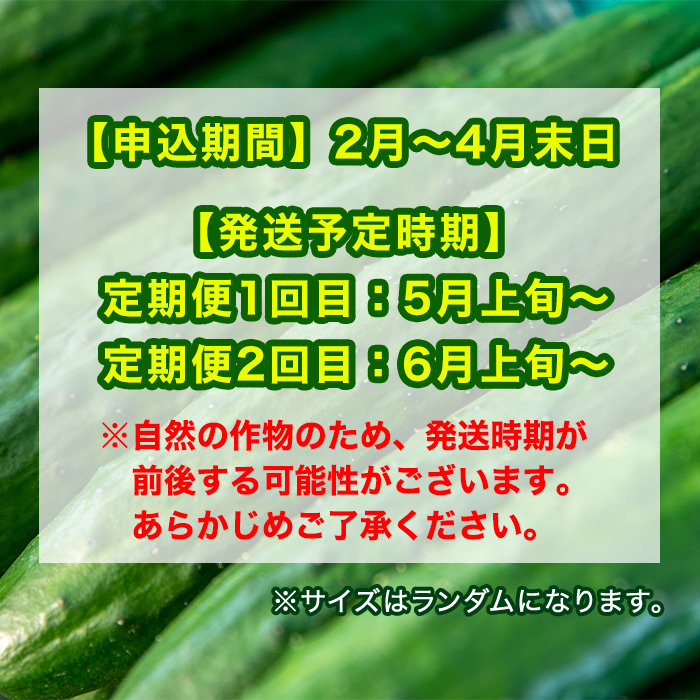 【0133903b】＜訳あり＞＜定期便・全2回(5月・6月)＞愛情たっぷり！牧内農園の白いぼきゅうり(2.5kg×2回) 不揃い 規格外 野菜 やさい 旬 新鮮 サラダ キュウリ 胡瓜 【牧内農園】