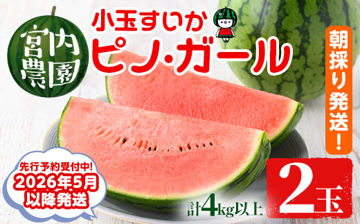 【0165005a】《2026年5月以降発送》小玉すいか・ピノ・ガール(2玉・計4kg以上) 果物 果実 フルーツ スイカ ピノガール 数量限定 期間限定【宮内農園】