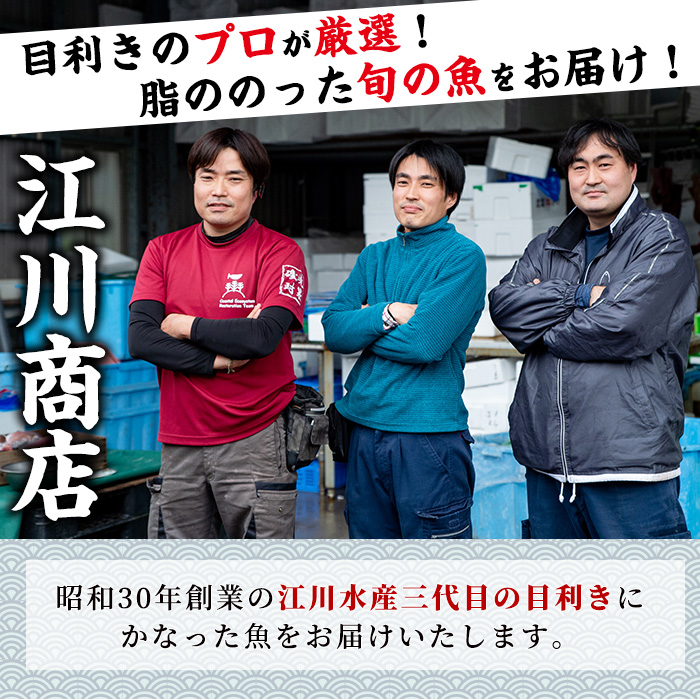 【0103213a】朝獲れ発送！鮮魚問屋が厳選した『鮮魚おためしBOX』(約1kg程度) 魚 魚介類 鮮魚 海鮮 詰め合わせ セット 刺身 天ぷら 煮つけ 塩焼き 鮮魚BOX 【江川商店】