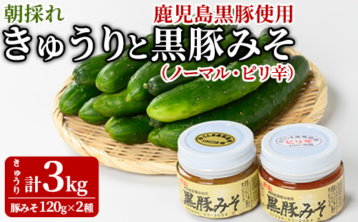 【0105905a】＜期間限定＞朝採れ！新鮮！きゅうり(3kg) と物産館おススメ黒豚みそ(計240g・120g×2種) セット キュウリ 採れたて 野菜 鹿児島黒豚 【東串良物産館ルピノンの里】