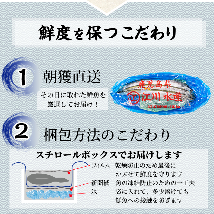 【0223204a】鮮度が命！鮮魚問屋が厳選した『鮮魚たちうおビッグサイズBOX』(1尾・1kg以上)魚 魚介類 鮮魚 海鮮 太刀魚 ムニエル 塩焼き【江川商店】