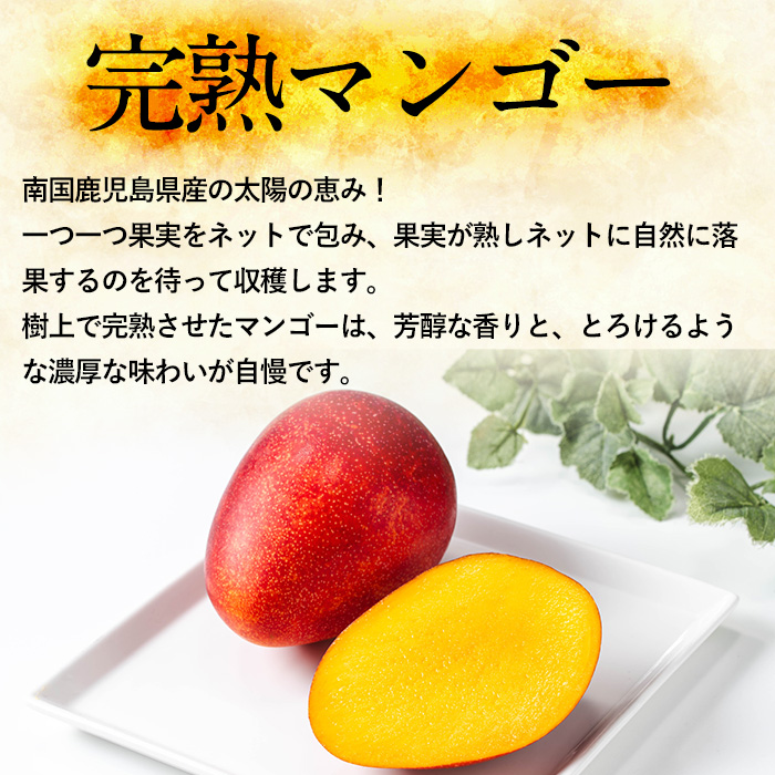 【0125938a】《先行予約・数量限定》鹿児島県産南国の恵み完熟マンゴー(秀品・350g以上×2個) 果物 フルーツ 果実 冷蔵 デザート 国産 【東串良物産館ルピノンの里】