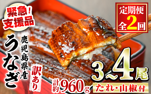 【0304301b】＜定期便・全2回＞【緊急支援品】＜訳あり＞鰻の蒲焼き(無頭)(3～4尾×2回・計約960g・タレ、山椒付) うなぎ ウナギ 鰻 国産 蒲焼 蒲焼き たれ 鹿児島 ふるさと 人気 支援 【アクアおおすみ】
