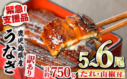 【0184359a】【緊急支援品】＜訳あり＞鰻の蒲焼き(無頭)(5～6尾・計約750g・タレ、山椒付) うなぎ ウナギ 鰻 国産 蒲焼 蒲焼き たれ 鹿児島 ふるさと 人気 支援 【アクアおおすみ】