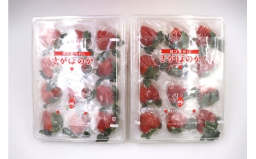 No.1410-2 Noguchi Farm ã®ããããã€ã㎠çŽ700g