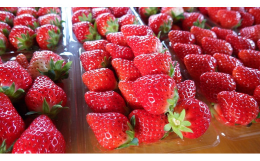 No.1400-2 横原さんちのいちご 『 さがほのか 』 約1kg