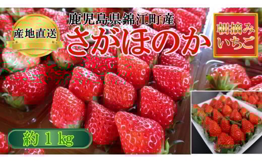 No.1400-2 横原さんちのいちご 『 さがほのか 』 約1kg