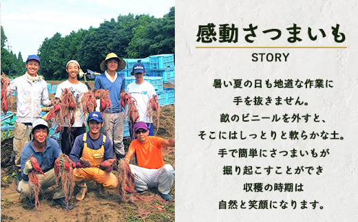 【先行予約・2026年1月～発送】熟成 さつまいも 紅はるか 4.5kg (500g×9袋) SSサイズ FR-302 ｜ 鹿児島県産 さつまいも サツマイモ べにはるか 産地直送 野菜 やさい 国産 南大隅町 株式会社フォレスト