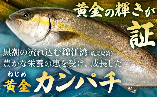 【着日指定可】 ≪年内配送は12月23日まで受付≫ 鹿児島 ねじめ黄金カンパチ 1尾 約3.8kg (3.6～4.0kg) JF-501 |極上 黄金カンパチ 魚 直送 冷蔵 養殖 根占 さかな 身が引き締まった かんぱち 漁師 刺身 寿司 しゃぶしゃぶ ぷりぷり食感 鹿児島県 南大隅町 ねじめ漁業協同組合