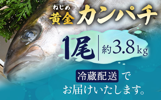 【着日指定可】 ≪年内配送は12月23日まで受付≫ 鹿児島 ねじめ黄金カンパチ 1尾 約3.8kg (3.6～4.0kg) JF-501 |極上 黄金カンパチ 魚 直送 冷蔵 養殖 根占 さかな 身が引き締まった かんぱち 漁師 刺身 寿司 しゃぶしゃぶ ぷりぷり食感 鹿児島県 南大隅町 ねじめ漁業協同組合
