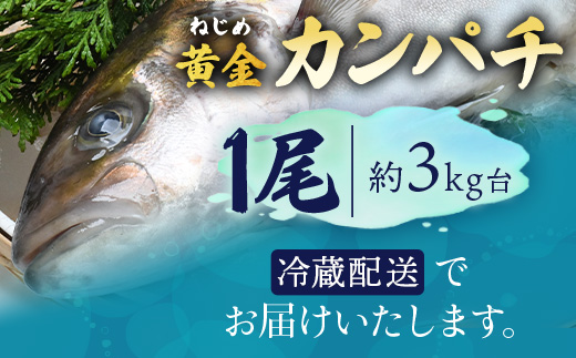 【着日指定可】<2026年7月～9月配送不可> 鹿児島県 ねじめ黄金カンパチ 1尾 約3.0kg台 (3.0～3.9kg) JF-501 | 魚 直送 養殖 根占 さかな かんぱち 漁師 刺身 寿司 鹿児島県 南大隅町 漁業協同組合ねじめ支所