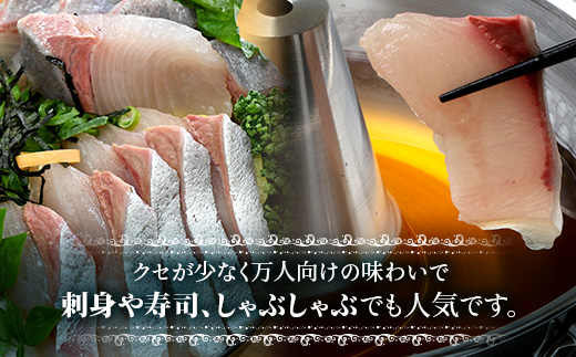 【配送日指定可能】 ≪年内配送は12月23日まで受付≫ 鹿児島 ねじめ黄金カンパチ ロイン 1尾（約400g×4本）冷蔵便 JF-502 | 魚 直送 養殖 根占 さかな 身が引き締まった かんぱち 漁師 刺身 寿司 しゃぶしゃぶ ぷりぷり食感 鹿児島県 南大隅町 ねじめ漁業協同組合