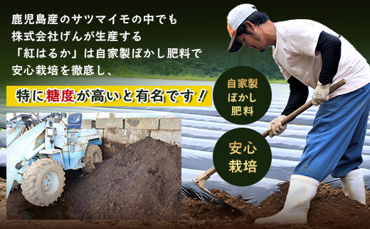 【冷凍焼芋】感動さつまいも 熟成紅はるか 500g×5パック FR-504 | サツマイモ 焼き芋 紅はるか べにはるか 熟成芋 長期熟成 冷凍 スイーツ お菓子 甘い お中元 お歳暮 ギフト プレゼント 保存料不使用 鹿児島県 南大隅町 株式会社フォレスト