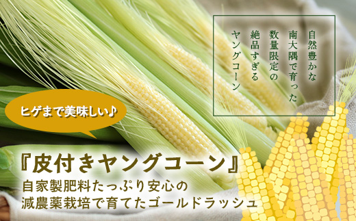 数量限定 ヒゲまで美味しい 皮つき ヤングコーン 30本 ★2026年4月下旬以降発送★FR-520