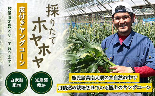 数量限定 ヒゲまで美味しい 皮つき ヤングコーン 30本 ★2026年4月下旬以降発送★FR-520