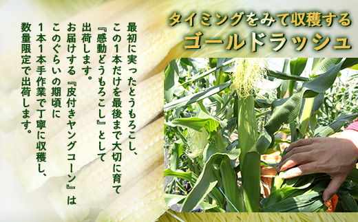 数量限定 ヒゲまで美味しい 皮つき ヤングコーン 30本 ★2026年4月下旬以降発送★FR-520