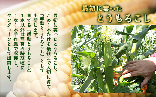 ãæ°ééå®ã ãå
è¡äºçŽã»2026幎5æïœãæåãšããããã ( çŽ4kg / 10ïœ13æ¬ ) FR-521 ïœéè ããã ãšããããã ãŽãŒã«ãã©ãã·ã¥ ããŠã¢ãã³ã· æ°é®® ç£å°çŽé å
è¡äºçŽ æ°ééå® 4kg