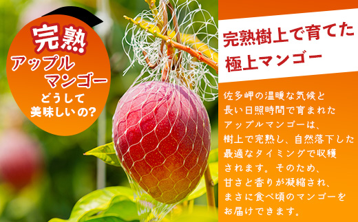 âªå
è¡äºçŽã»æ°ééå®â« âæ¬åæå端âäœå€ã®ææš¹åã§è²ãŠã å®çã¢ããã«ãã³ãŽãŒ çŽ800g ( 2ç ) ã2026幎7æäžæ¬ä»¥éé æ¬¡çºéã ST-406 ïœé¹¿å
å³¶ç å倧é
ç£å°çŽé æ¬ ãã³ãŽãŒ ãã«ãŒã æç© ãã ãã®