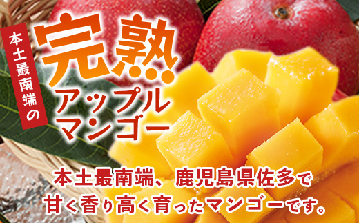 ≪先行予約・数量限定≫ ☆本土最南端☆佐多の果樹園で育てた 完熟アップルマンゴー 約2kg (3～5玉) 【2026年7月上旬以降順次発送】 ST-408 ｜鹿児島県 南大隅 産地直送 旬 マンゴー フルーツ 果物 くだもの 
