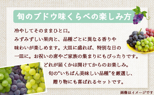 【期間限定!数量限定!】2026年7月下旬発送 旬のブドウ味くらべ約3kg (6～7房) TE710｜産地直送 旬 ブドウ 葡萄 ぶどう フルーツ 果物 くだもの 果実 食べ比べ 鹿児島県 南大隅町 有限会社ティエラ　