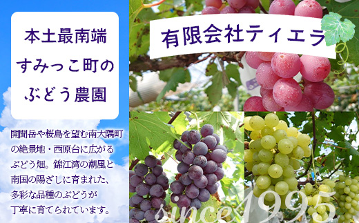 【期間限定!数量限定!】2026年7月下旬発送 旬のブドウ味くらべ約3kg (6～7房) TE710｜産地直送 旬 ブドウ 葡萄 ぶどう フルーツ 果物 くだもの 果実 食べ比べ 鹿児島県 南大隅町 有限会社ティエラ　