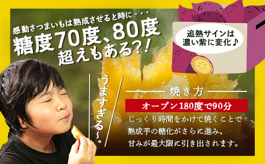 【鹿児島県産】熟成 紅はるか 5kg (1箱 ) Sサイズ さつまいも 【2025年11月下旬より順次発送】FR-212