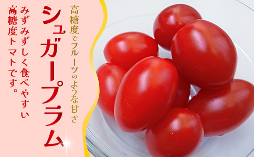 ãæééå®ãç°æ·µããã¡ã®çŸå³ãã ããããã ã·ã¥ã¬ãŒãã©ã ïŒçŽ700gïŒGP-1ïœé¹¿å
å³¶ç å倧é
ç£å°çŽé æ¬ ãšãŸãš ããã ããããã ãªã³ãã³ å®ç çã é«ç³åºŠ éè ããã éæç¡æ