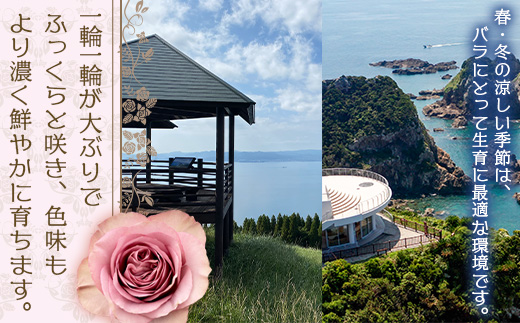 【人気の春・冬薔薇をお届け】 ばら農家直送 ！ バラ花束15本以上お届け(ピンク系) 【ギフト対応可】 TB-10│ローズ 新鮮 花 フラワー 花束 ばら 薔薇 バラ 誕生日 記念日 結婚祝い ギフト プレゼント お祝い 贈り物 贈答 鹿児島県 南大隅町 富田バラ園