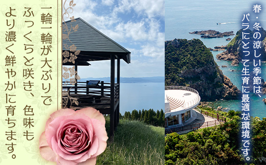 【人気の春・冬薔薇をお届け】 ばら農家直送 ！ バラ花束15本以上お届け(色はおまかせ) 【ギフト対応可】TB-12│ローズ 新鮮 花 フラワー 花束 ばら 薔薇 バラ 誕生日 記念日 結婚祝い ギフト プレゼント お祝い 贈り物 贈答 鹿児島県 南大隅町 富田バラ園