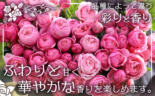【人気の春・冬薔薇をお届け】 ばら農家直送 ！ バラ花束15本以上お届け(色はおまかせ) 【ギフト対応可】TB-12│ローズ 新鮮 花 フラワー 花束 ばら 薔薇 バラ 誕生日 記念日 結婚祝い ギフト プレゼント お祝い 贈り物 贈答 鹿児島県 南大隅町 富田バラ園