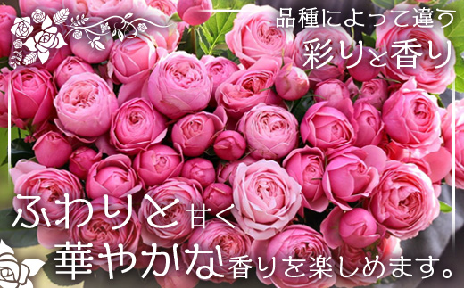 【人気の春・冬薔薇をお届け】 ばら農家直送 ！ バラ花束30本以上お届け(ピンク系) 【ギフト対応可】TB-14│ローズ 新鮮 花 フラワー 花束 ばら 薔薇 バラ 誕生日 記念日 結婚祝い ギフト プレゼント お祝い 贈り物 贈答 鹿児島県 南大隅町 富田バラ園