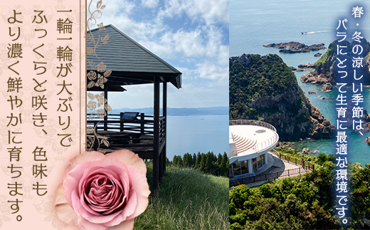 【数量限定・ギフト】ばら農家直送！深紅の薔薇20本お届け TB-17│ローズ 新鮮 バラ 花 フラワー 花束 ばら 薔薇 誕生日 記念日 結婚祝い プロポーズ ギフト プレゼント お祝い 贈り物 贈答 鹿児島県 南大隅町 富田バラ園