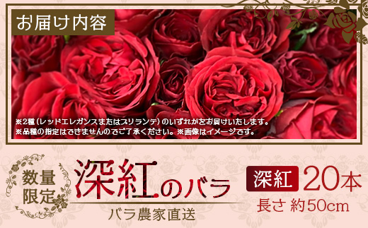 【数量限定・ギフト】ばら農家直送！深紅の薔薇20本お届け TB-17│ローズ 新鮮 バラ 花 フラワー 花束 ばら 薔薇 誕生日 記念日 結婚祝い プロポーズ ギフト プレゼント お祝い 贈り物 贈答 鹿児島県 南大隅町 富田バラ園