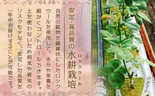 【先行予約・夏季限定 薔薇】ばら農家直送！バラ花束40本以上お届け(赤系) 【ギフト対応可】TB-5│ローズ 新鮮 花 フラワー 花束 ばら 薔薇 バラ 誕生日 記念日 結婚祝い ギフト プレゼント お祝い 贈り物 贈答 鹿児島県 南大隅町 富田バラ園