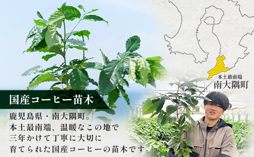 観賞用コーヒー苗木 80cm～100cm アラビカ種 ティピカ DS-2 | 苗木 植物 グリーン 観賞 珈琲豆の木 珈琲 コーヒーの木 観葉植物 鹿児島県 南大隅町 株式会社デラセーラ