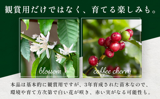 観賞用コーヒー苗木 80cm～100cm アラビカ種 ティピカ DS-2 | 苗木 植物 グリーン 観賞 珈琲豆の木 珈琲 コーヒーの木 観葉植物 鹿児島県 南大隅町 株式会社デラセーラ