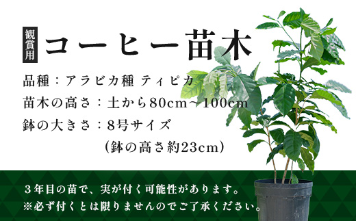 観賞用コーヒー苗木 80cm～100cm アラビカ種 ティピカ DS-2 | 苗木 植物 グリーン 観賞 珈琲豆の木 珈琲 コーヒーの木 観葉植物 鹿児島県 南大隅町 株式会社デラセーラ