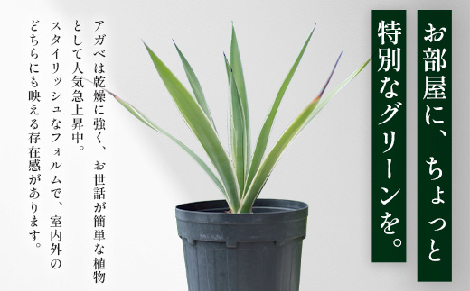 アガベ 約30cm～35cm/白閃光(ハクセンコウ) DS-3｜多肉植物 観葉植物 ガーデニング インテリア モダン 北欧風 国産 育てやすい 送料無料 鹿児島県 南大隅町 株式会社デラセーラ