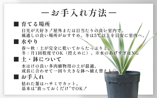 アガベ 約30cm～35cm/白閃光(ハクセンコウ) DS-3｜多肉植物 観葉植物 ガーデニング インテリア モダン 北欧風 国産 育てやすい 送料無料 鹿児島県 南大隅町 株式会社デラセーラ