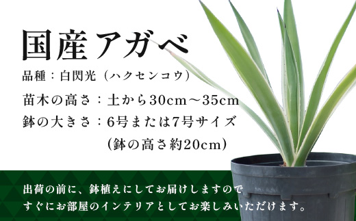 アガベ 約30cm～35cm/白閃光(ハクセンコウ) DS-3｜多肉植物 観葉植物 ガーデニング インテリア モダン 北欧風 国産 育てやすい 送料無料 鹿児島県 南大隅町 株式会社デラセーラ