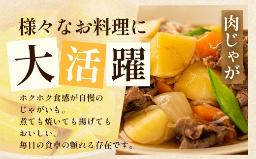 【先行予約】じゃがいも 馬鈴薯 (バレイショ) ≪2L～L≫ 約10kg×1箱 /ニシユタカ (約30個) ≪ 2026年3月20日頃より順次発送≫ CS-1｜産地直送 旬 ジャガイモ 芋 ポテト ばれいしょ 新じゃが 春じゃが 春作 鹿児島県 南大隅町 地域商社推進機構