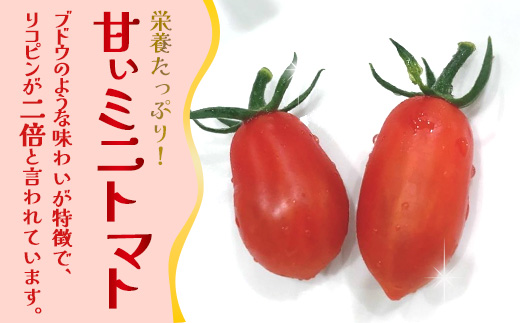[数量限定]ミニトマト２種食べ比べセット(350g×２種) GP-3｜ミニトマト 野菜 やさい 食品 人気 おすすめ 美味しい 産地直送 小鈴 シュガープラム 食べ比べ セット