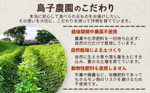 白色菊芋 菊芋せんべ （40g×2袋） SK-4｜ せんべい お菓子 菊芋 ノンフライ ノンオイル きくいも 焙煎 おつまみ グルメ お取り寄せ 鹿児島県 南大隅町 島子農園