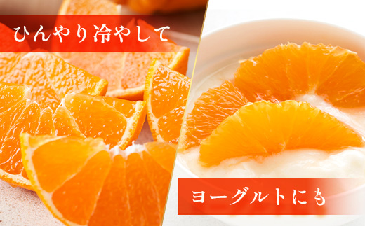 ãæ°ééå®ããä»ãæ¬ïŒèš³ããïŒã倧å°å£ãçŽ3ãïŒ10çïœ12çïŒ MS-2ïœæ°ééå® ææ© ã¿ãã ãã«ã³ èæ æç© çæ æ¬ ãã«ãŒã ãã ãã® åœç£ ç£å°çŽé å®¶åºçš äœå€å²¬