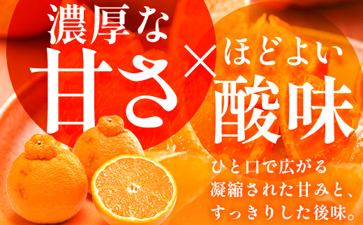 【まもなく終了！】【今が旬！訳あり！】鹿児島県 南大隅町産 不知火(しらぬい) 約3㎏(10～12玉) MS-1｜数量限定 柑橘 みかん ミカン 蜜柑 果物 生果 旬 フルーツ くだもの 国産 産地直送 家庭用 佐多岬