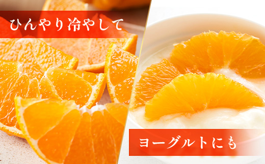 【まもなく終了！】【今が旬！訳あり！】鹿児島県 南大隅町産 不知火(しらぬい) 約3㎏(10～12玉) MS-1｜数量限定 柑橘 みかん ミカン 蜜柑 果物 生果 旬 フルーツ くだもの 国産 産地直送 家庭用 佐多岬