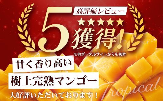 ≪先行予約・数量限定≫【訳あり】 ☆本土最南端☆佐多の果樹園で育てた 完熟アップルマンゴー1kg (2～3玉) 家庭用【2026年7月上旬以降順次発送】 ST-409 ｜鹿児島県 南大隅町 産地直送 旬 マンゴー フルーツ 果物 くだもの 訳アリ わけあり アップルマンゴー 家庭用 第一佐多果樹園
