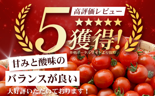 田淵さんちの美味しい ミニトマト 小鈴（約1kg）GP-708｜野菜 トマト ミニトマト 産地直送 ミニトマト 新鮮 トマト 南大隅町産 ミニトマト おいしい ミニトマト