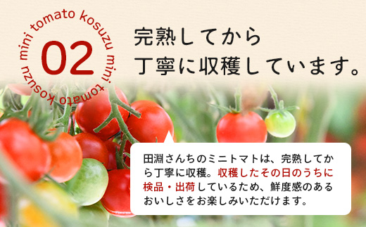 田淵さんちの美味しい ミニトマト 小鈴（約1kg）GP-708｜野菜 トマト ミニトマト 産地直送 ミニトマト 新鮮 トマト 南大隅町産 ミニトマト おいしい ミニトマト